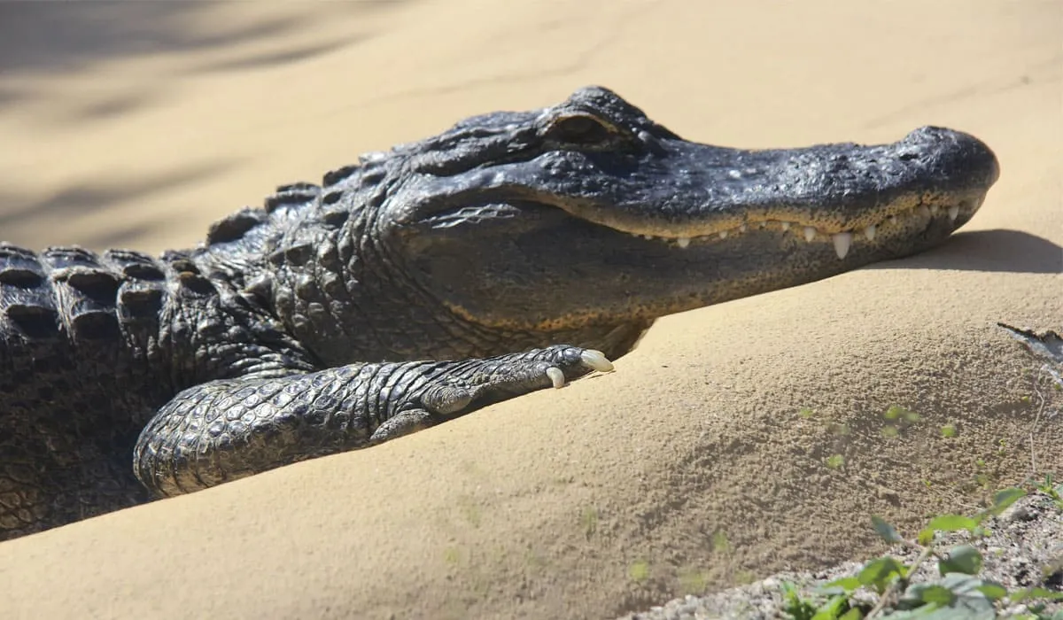 Маленький крокодил греется на солнышке на песке 