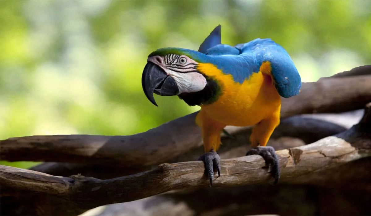 Разноцветный попугай в зоопарке стоит на дереве. Его можно увидеть на одной из экскурсии в Паттайе 
