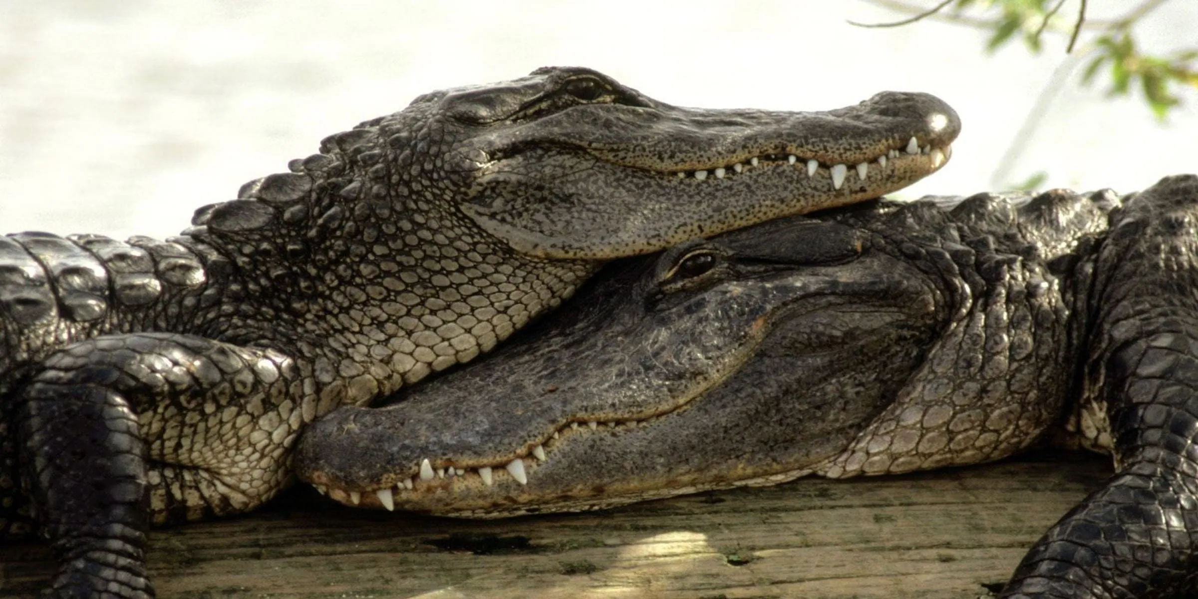 Экскурсия на крокодиловую ферму в Паттайе и парк миллионолетних камней. Два крокодила греются на солнышке.