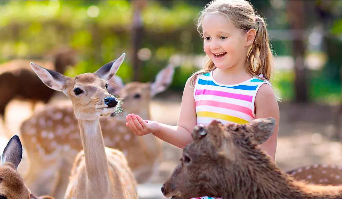 Маленькая девочка кормит оленей на экскурсии в открытом зоопарке Кхао Кхео